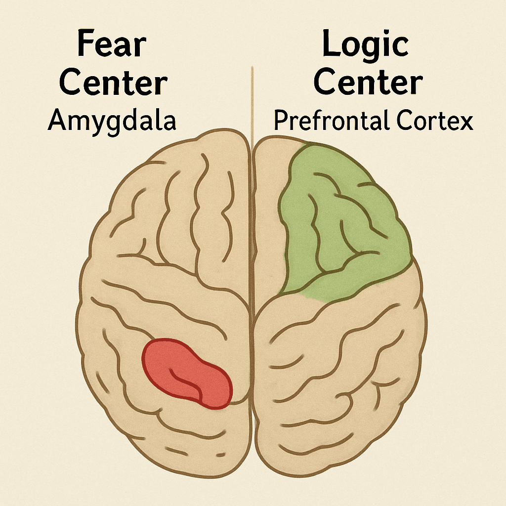 Brain’s Role in Mental Health